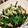 低カロ探検隊's cooksnap of when they made 低糖質！ほうれん草と白菜の胡麻和え.