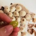ガーデン３'s cooksnap of when they made 本格☆炒り銀杏.