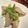 AbicoJan's cooksnap of when they made シンプル！鶏とセロリの炒め物.