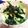 あみぷーもこもこ！！'s cooksnap of when they made たまご丼.