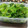☆★ケイト★☆'s cooksnap of when they made 小松菜の中華風お浸し.