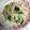 cookyaco's cooksnap of when they made すし酢で簡単♪大根とかまぼこの胡麻酢和え.