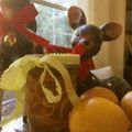 チェスナッツママ's cooksnap of when they made マイヤー（メイヤー）レモンの蜂蜜漬け.