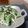 ダイナマイト漆黒's cooksnap of when they made 水菜とひじきのサラダ～マヨポン味.
