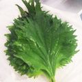ミィ助♪'s cooksnap of when they made ☆ 大葉の長期保存 ☆.