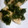 美海愛's cooksnap of when they made 磯の香り漂う☆蓮根とアオサ海苔のかき揚げ.