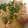ばちをん's cooksnap of when they made とろ～り優しい❀かぶのそぼろあん.