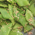 かせぃじん's cooksnap of when they made 冷凍で！いんげんのごまあえ.