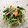 あーこ姐's cooksnap of when they made 水菜と椎茸のとろろ昆布あえ♪.