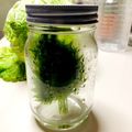 azbjbn's cooksnap of when they made 大葉の保存方法.