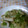 ジョー☆ジア's cooksnap of when they made ◆キャベツとイカのさっぱり生姜炒め蒸し◆.
