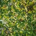 みやじおやじ's cooksnap of when they made 大根葉とちりめんのふりかけ.
