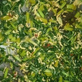 みやじおやじ's cooksnap of when they made 大根葉とちりめんのふりかけ.