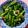 Ruca＊'s cooksnap of when they made 菜花とちくわの海苔わさび和え.