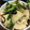 アボガドまん's cooksnap of when they made 簡単★かんたん酢でかぶのお漬物.