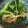 yummy?'s cooksnap of when they made レンジで簡単！ほうれん草と榎茸のごま和え.
