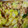 絵理香fl's cooksnap of when they made すき焼き風！ 牛肉と 白菜の 和風炒め！.