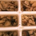 りんごぉぉぉ's cooksnap of when they made 離乳食後期☆しめじの冷凍保存☆出汁も☆.