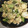 kan☆chan's cooksnap of when they made シャキふわきゅうりとはんぺんのごま和え.