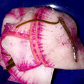 ぴょぬさ's cooksnap of when they made カブの千枚漬け.