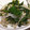 卵せんべい's cooksnap of when they made もやしとほうれん草のごまあえ.