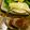 saki1010's cooksnap of when they made 白菜(しろな)のからし醤油★青梗菜でも♪.