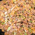 rie612rie's cooksnap of when they made 簡単作り置き♫ひき肉のもと.