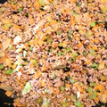 rie612rie's cooksnap of when they made 簡単作り置き♫ひき肉のもと.