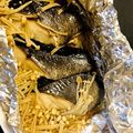 わにまみ's cooksnap of when they made 冷凍銀鱈のバター醬油炒め.