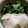 ◆あきママ◆'s cooksnap of when they made 簡単！食べても体が冷えにくいかぶの浅漬け.