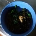 kyokoha's cooksnap of when they made ✿ほうれん草と挽肉のねぎオイスター炒め✿.