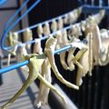 ちっつぃ's cooksnap of when they made 自家製♪切干大根.