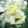 クックC3LAJ7☆'s cooksnap of when they made 基本の水炊き.