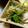 ひろみつばち's cooksnap of when they made やみつき箸休め＊ツナ白菜の海苔わさび和え.