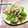 らて♪'s cooksnap of when they made レタスと蒸し鶏の和え物.