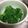 クック88OPFH☆'s cooksnap of when they made 簡単！めんつゆで、わさび菜のおひたし♪.