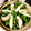 azbjbn's cooksnap of when they made 簡単！わが家の餃子鍋（水炊き風）.