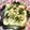 ぽぽきゅ's cooksnap of when they made 貝割れ・ベーコン・塩昆布・新玉葱トースト.
