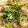 エルモん♡'s cooksnap of when they made サバ缶大活躍のこんにゃくと根菜の炒り煮.