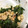 ☆えりんこ☆★'s cooksnap of when they made ほうれん草のくるみ和え.