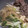 きらり流れ星's cooksnap of when they made みんなで楽しいすき焼き♪割下なしで簡単！.