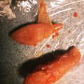 ももピヨ母さん's cooksnap of when they made 無駄ナシ♥ タラコの皮がきれ～にとれます！.