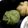 蝶々♡'s cooksnap of when they made 収穫祭♪さつま芋きんとん 抹茶のお供に.