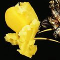 ＊凛花＊'s cooksnap of when they made 超簡単*栗きんとん*冷凍保存可.