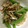 nishimo's cooksnap of when they made マイタケとスナップエンドウの胡麻和え.
