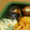 max4995's cooksnap of when they made お弁当に☆しいたけのバターしょうゆ炒め.