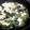 minorug's cooksnap of when they made 豆腐のカニ餡.