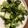 クックE2YV54☆'s cooksnap of when they made 青梗菜とブロッコリーの中華にんにく炒め.