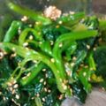 松潤LOVE♥️♥️'s cooksnap of when they made 【農家のレシピ】ほうれん草のナムル.