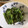 北海道伯爵's cooksnap of when they made 我が家のほうれん草の胡麻和え.